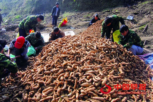 村民天麻分拣。（吴学毅 摄）.JPG
