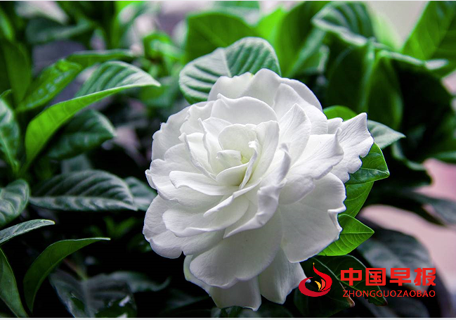栀子花.png