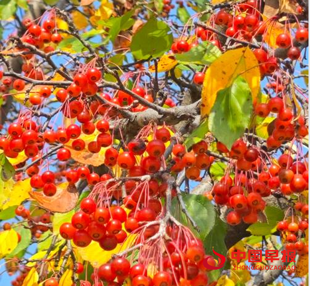 1761194443484693.png 3柿子树.png